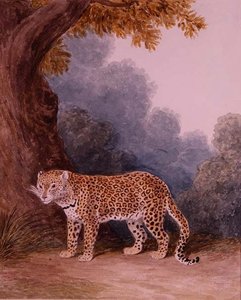 Leopard by Samuel Howitt